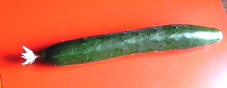 s-22020802 cucumber (1).jpg
